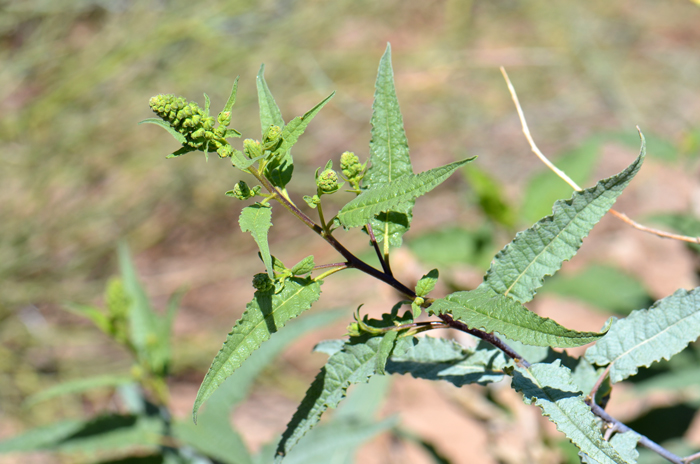 Canyon Ragweed or Big Bursage is a native perennial that may grow up to 6 feet or more in a season. In the southwest it grows at elevations up to 4,500 feet. Ambrosia ambrosioides